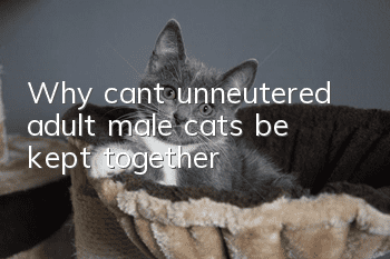 Why can’t unneutered adult male cats be kept together?
