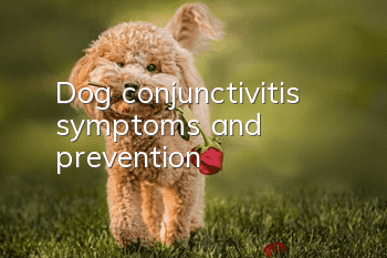 Dog conjunctivitis symptoms and prevention