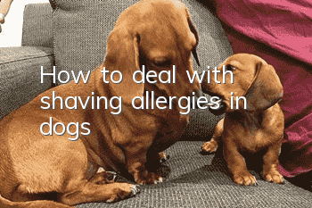 How to deal with shaving allergies in dogs