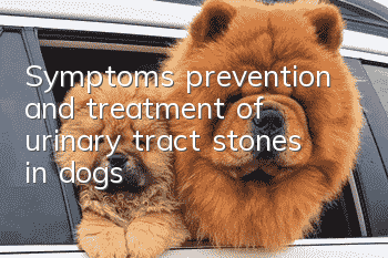 Symptoms, prevention and treatment of urinary tract stones in dogs