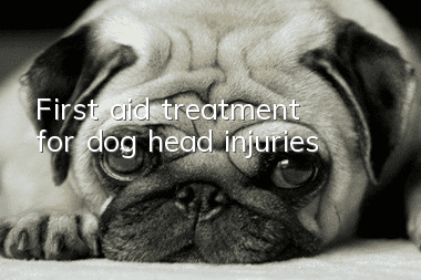 First aid treatment for dog head injuries