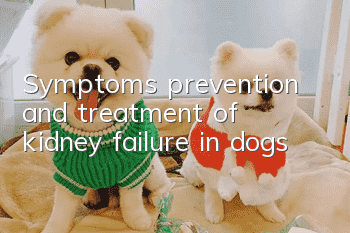 Symptoms, prevention and treatment of kidney failure in dogs