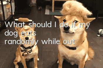 What should I do if my dog eats randomly while out?