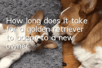 How long does it take for a golden retriever to adapt to a new owner?