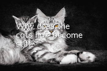 Why does the cat's hair become stiff?