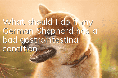 What should I do if my German Shepherd has a bad gastrointestinal condition?