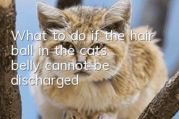 What to do if the hair ball in the cat’s belly cannot be discharged