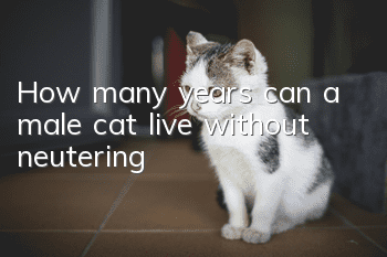 How many years can a male cat live without neutering?