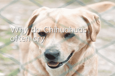 Why do Chihuahuas often cry?