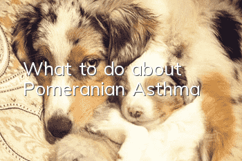 What to do about Pomeranian Asthma