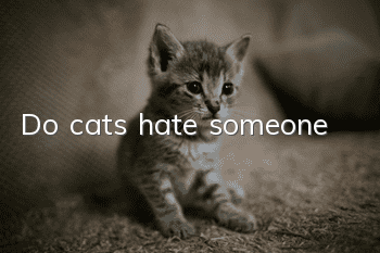 Do cats hate someone?