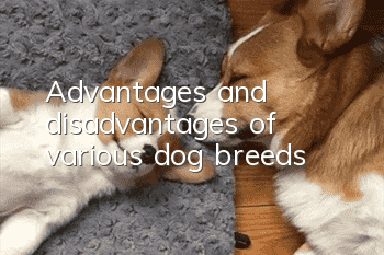 Advantages and disadvantages of various dog breeds