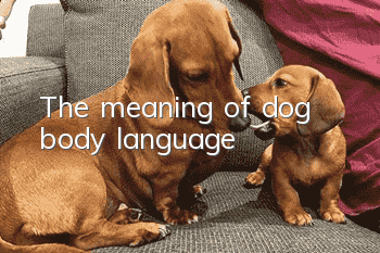 The meaning of dog body language