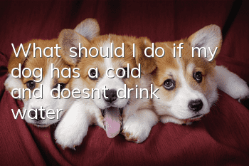 What should I do if my dog has a cold and doesn’t drink water?