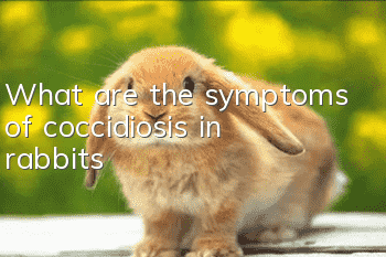 What are the symptoms of coccidiosis in rabbits?