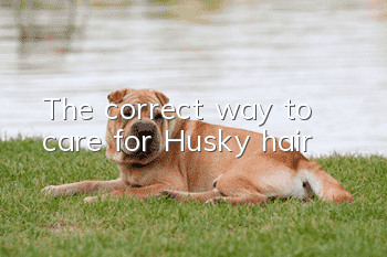 The correct way to care for Husky hair