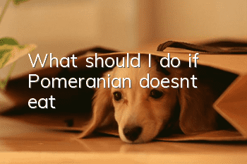 What should I do if Pomeranian doesn’t eat?