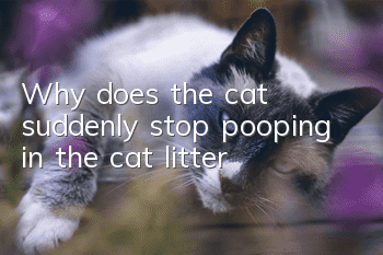 Why does the cat suddenly stop pooping in the cat litter?