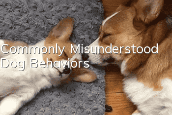 Commonly Misunderstood Dog Behaviors