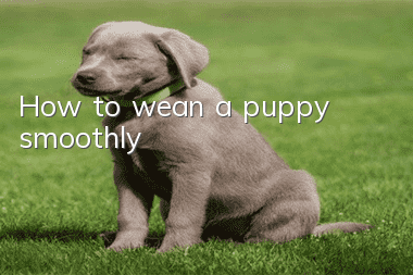 How to wean a puppy smoothly