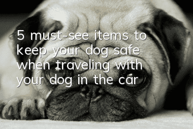 5 must-see items to keep your dog safe when traveling with your dog in the car