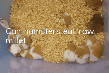 Can hamsters eat raw millet?
