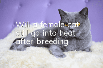 Will a female cat still go into heat after breeding?