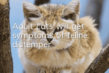 Adult cats will get symptoms of feline distemper