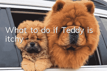 What to do if Teddy is itchy?