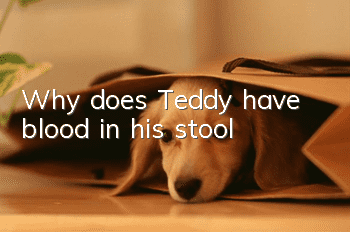 Why does Teddy have blood in his stool?