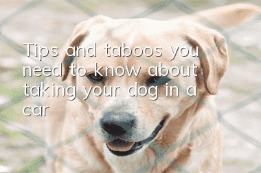 Tips and taboos you need to know about taking your dog in a car