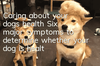 Caring about your dog’s health: Six major symptoms to determine whether your dog is healthy or not