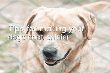 Tips for making your dog’s coat shinier