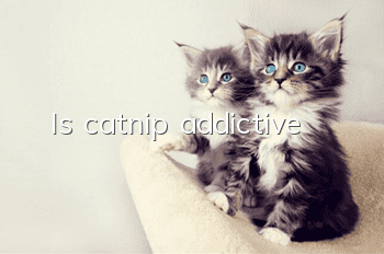 Is catnip addictive?