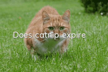Does catnip expire?