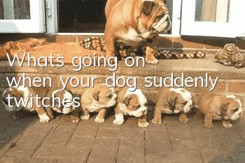 What's going on when your dog suddenly twitches?