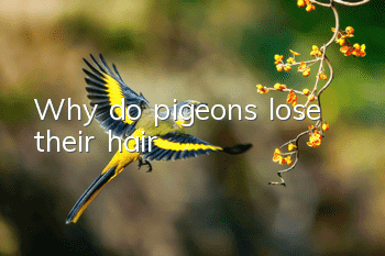Why do pigeons lose their hair?