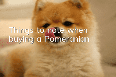 Things to note when buying a Pomeranian