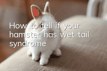 How to tell if your hamster has wet tail syndrome