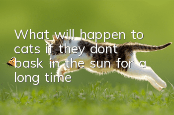 What will happen to cats if they don’t bask in the sun for a long time?