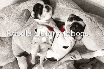 Poodle dietary taboos