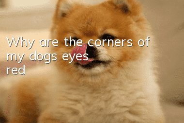 Why are the corners of my dog's eyes red?