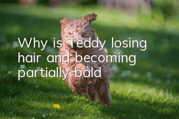 Why is Teddy losing hair and becoming partially bald?