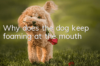 Why does the dog keep foaming at the mouth?