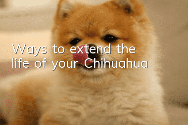 Ways to extend the life of your Chihuahua