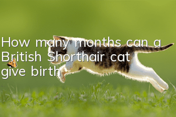 How many months can a British Shorthair cat give birth?
