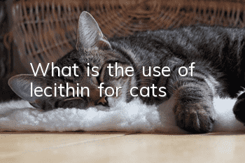 What is the use of lecithin for cats?