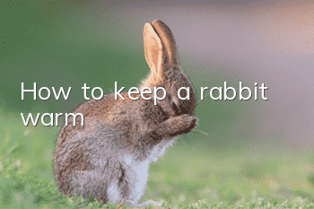 How to keep a rabbit warm