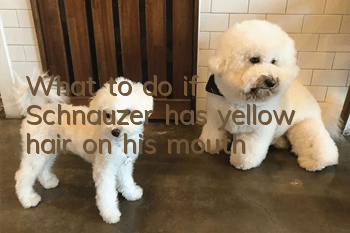 What to do if Schnauzer has yellow hair on his mouth