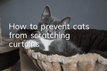 How to prevent cats from scratching curtains
